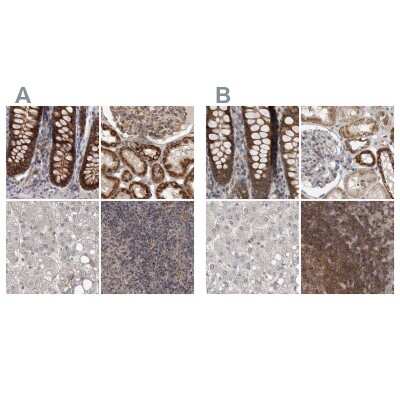 Immunohistochemistry-Paraffin: DARS2 Antibody [NBP1-83855]