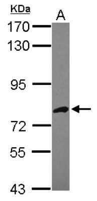 Western Blot: DARS2 Antibody [NBP2-16102]