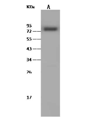 Western Blot: DARS2 Antibody [NBP2-99371]