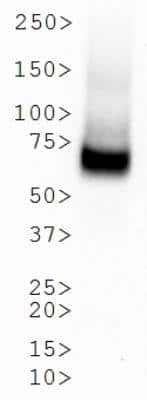 Western Blot: SLC6A3/DAT1 Antibody (mAb16) [NBP2-22164]