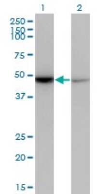 Western Blot: DAX1/NR0B1 Antibody (3G8) [H00000190-M07]