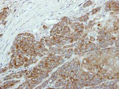 Immunohistochemistry-Paraffin: DAX1/NR0B1 Antibody [NBP1-32832]