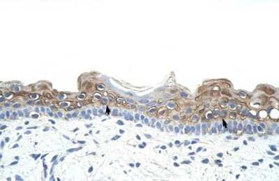 Immunohistochemistry-Paraffin: DAZ2 Antibody [NBP1-80443]