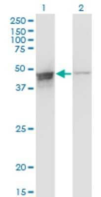 Western Blot: DAZAP1 Antibody (2F6) [H00026528-M03]