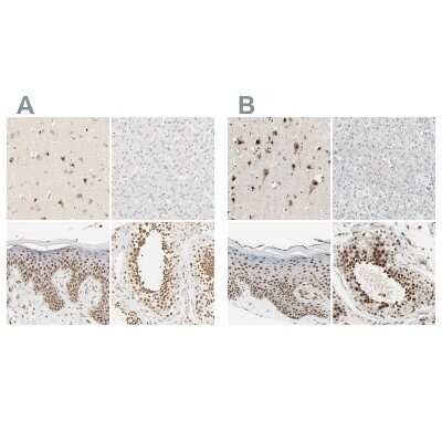 Immunohistochemistry-Paraffin: DAZAP1 Antibody [NBP1-82740]