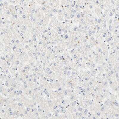 Immunohistochemistry-Paraffin: DAZAP1 Antibody [NBP1-82740]