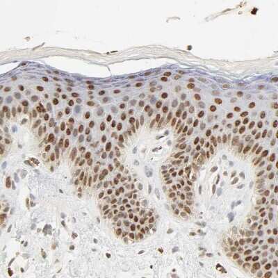 Immunohistochemistry-Paraffin: DAZAP1 Antibody [NBP1-82740]