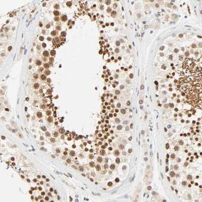 Immunohistochemistry-Paraffin: DAZAP1 Antibody [NBP1-82740]