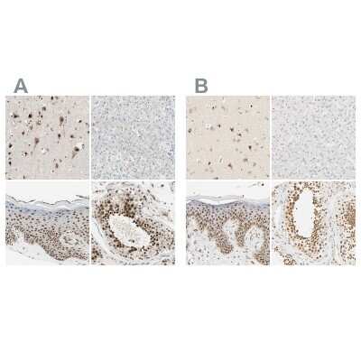 Immunohistochemistry-Paraffin: DAZAP1 Antibody [NBP1-82741]