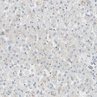 Immunohistochemistry-Paraffin: DAZAP1 Antibody [NBP1-82741]