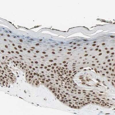 Immunohistochemistry-Paraffin: DAZAP1 Antibody [NBP1-82741]