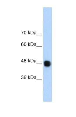 Western Blot: DAZAP1 Antibody [NBP1-57255]