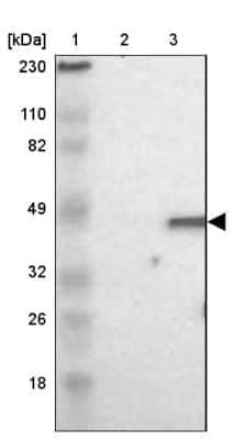 Western Blot: DAZAP1 Antibody [NBP1-82740]