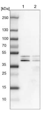 Western Blot: DAZAP1 Antibody [NBP1-82740]