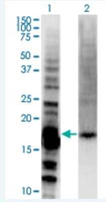 Western Blot: DAZAP2 Antibody (8G5) [H00009802-M06-100ug]