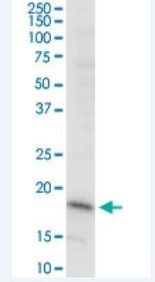 Western Blot: DAZAP2 Antibody (8G5) [H00009802-M06-100ug]