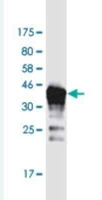 Western Blot: DAZAP2 Antibody (8G5) [H00009802-M06-100ug]