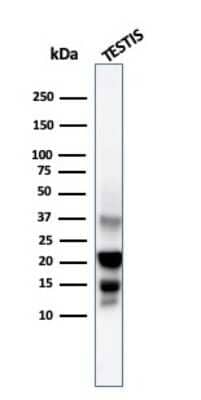 Western Blot: DAZL Antibody (DAZL/4253)Azide and BSA Free [NBP3-08742]