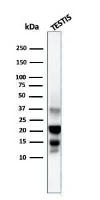 Western Blot: DAZL Antibody (DAZL/4253) [NBP3-07840]