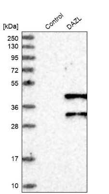 Western Blot: DAZL Antibody [NBP1-85307]