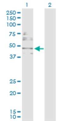 Western Blot: DBC1 Antibody [H00001620-D01P]