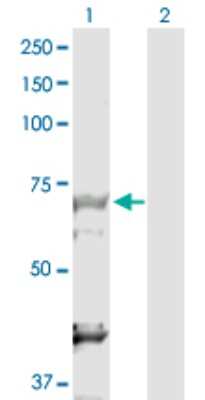 Western Blot: DBF4 Antibody [H00010926-D01P]