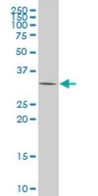 Western Blot: DBPA Antibody (1H5) [H00008531-M06]