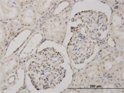 Immunohistochemistry-Paraffin: DBPA Antibody (4D9) [H00008531-M02]