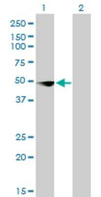 Western Blot: DBPA Antibody (4D9) [H00008531-M02]