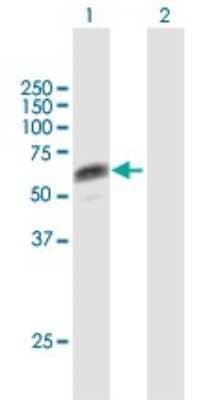 Western Blot: DBPA Antibody [H00008531-B01P]