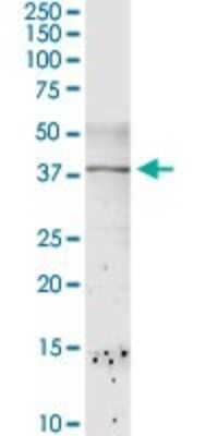 Western Blot: DBPA Antibody [H00008531-D01P]