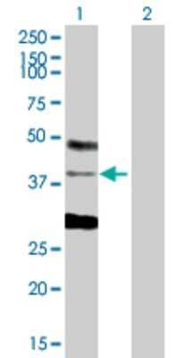 Western Blot: DBPA Antibody [H00008531-D01P]