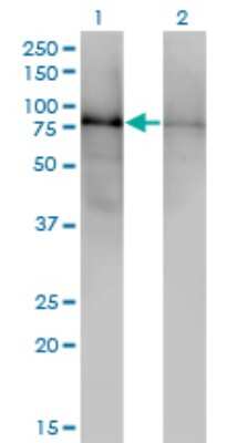 Western Blot: DBR1 Antibody (3A7) [H00051163-M01]