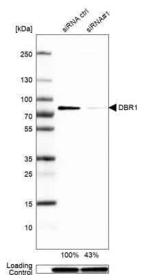 Western Blot: DBR1 Antibody [NBP1-85907]