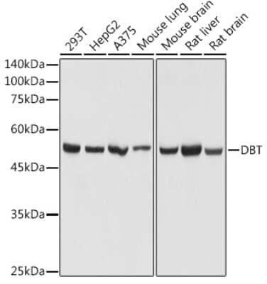 Western Blot: DBT AntibodyAzide and BSA Free [NBP3-16010]