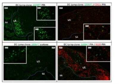 Immunohistochemistry: DC-LAMP Antibody (1006F7.05) [DDX0192P-100]