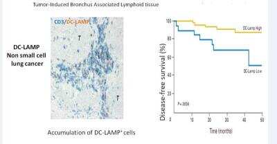 Immunohistochemistry-Paraffin: DC-LAMP Antibody (1010E1.01) [DDX0191P-100]