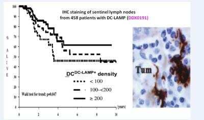 Immunohistochemistry-Paraffin: DC-LAMP Antibody (1010E1.01) [DDX0191P-100]