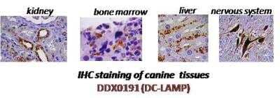 Immunohistochemistry-Paraffin: DC-LAMP Antibody (1010E1.01) [DDX0191P-100]