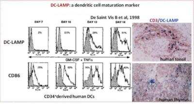 Flow Cytometry: DC-LAMP Antibody (104G4) [DDX0190P-100]