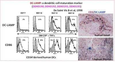 Immunohistochemistry-Paraffin: DC-LAMP Antibody (109G3) [DDX0193P-100]