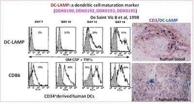 Immunohistochemistry-Paraffin: DC-LAMP Antibody (208B5) [DDX0195P-100]