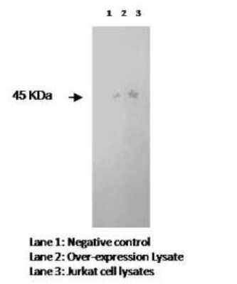 Western Blot: DC-LAMP Antibody (L3P2H10*E3)BSA Free [NBP2-50464]