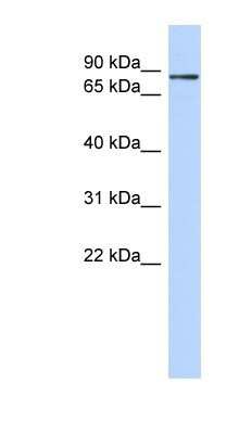 Western Blot: DC-SCRIPT/ZNF366 Antibody [NBP1-80414]