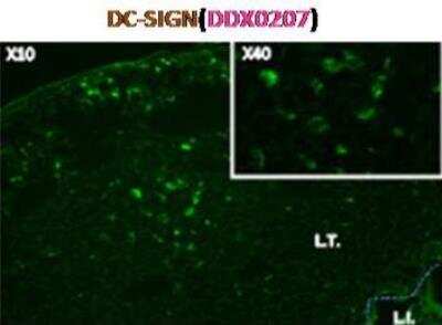 Immunocytochemistry/ Immunofluorescence: DC-SIGN/CD209 Antibody (109H12.03) [DDX0207]