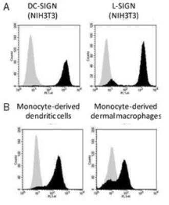 Flow Cytometry: DC-SIGN/CD209 Antibody (111H2.02) [DDX0209]