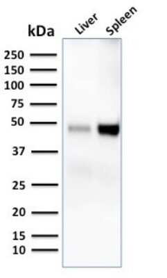 Western Blot: DC-SIGN/CD209 Antibody (C209/1781)Azide and BSA Free [NBP2-54351]