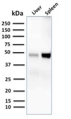 Western Blot: DC-SIGN/CD209 Antibody (C209/1781) [NBP2-53275]