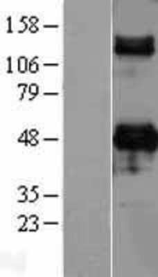 Western Blot: DC-SIGN/CD209 Overexpression Lysate [NBL1-08921]