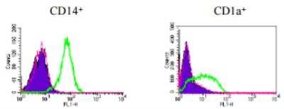 Flow Cytometry: DC-SIGNR/CD299/CLEC4M Antibody (118A8.05) [DDX0200P-100]